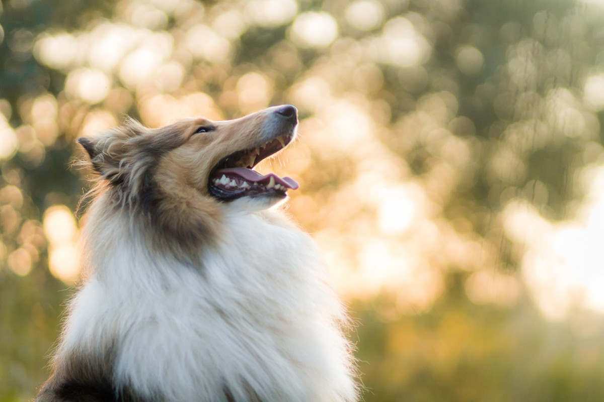 chien canicule soleil chaleur